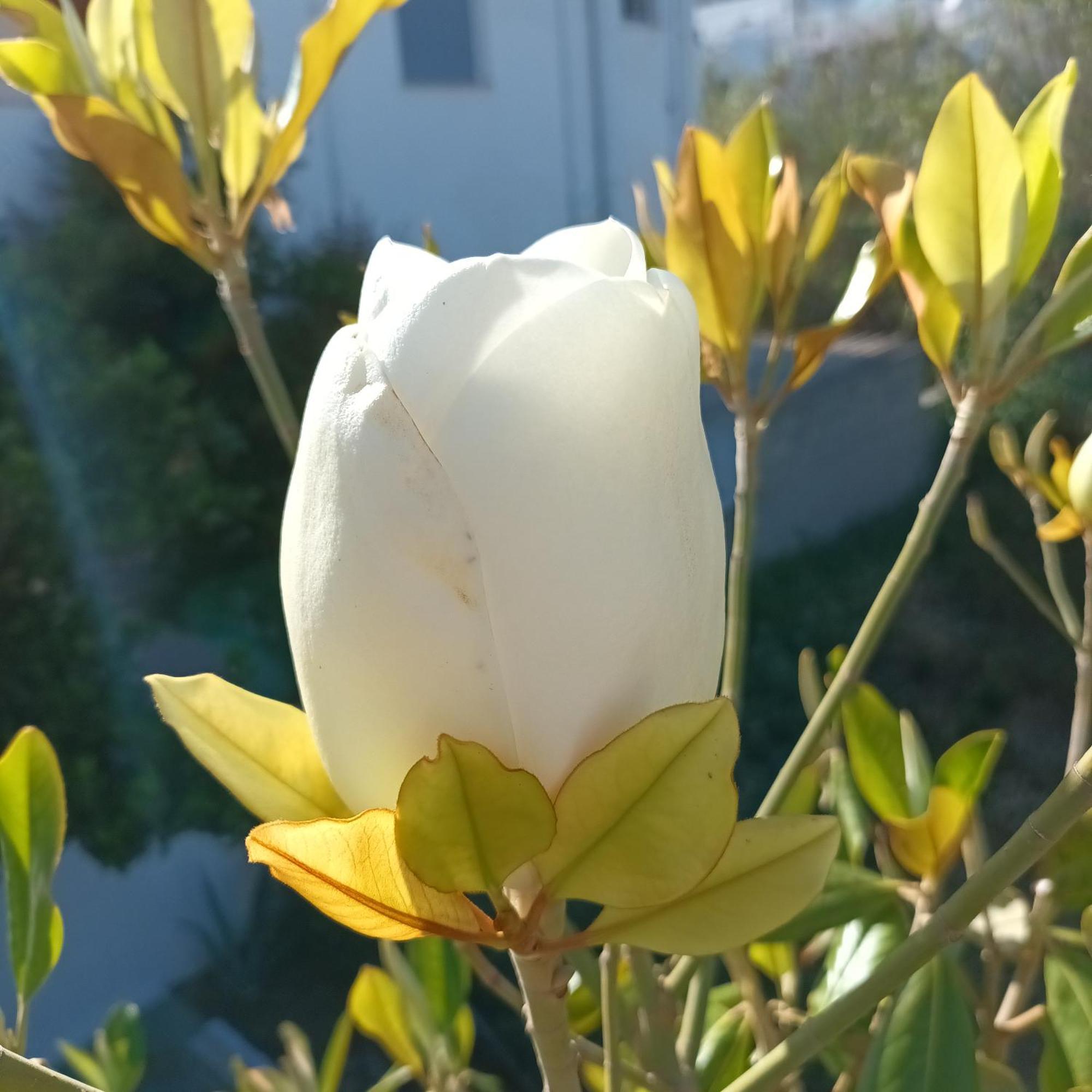 Magnolia Senses Apartment